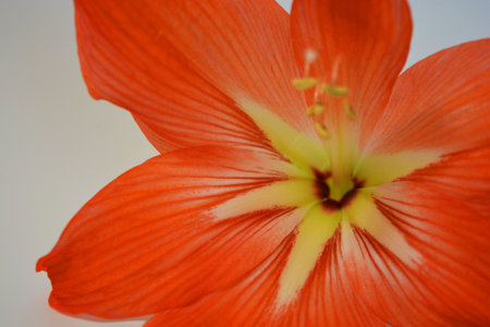 Beautiful and bright orange amaryllis buds bloomed this winter. Speckled flowers growing from a bulb in a crimson, pink pot.の写真素材