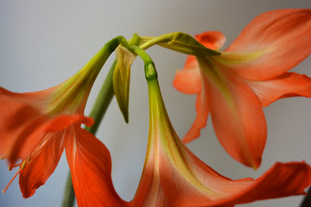 Beautiful and bright orange amaryllis buds bloomed this winter. Speckled flowers growing from a bulb in a crimson, pink pot.の写真素材