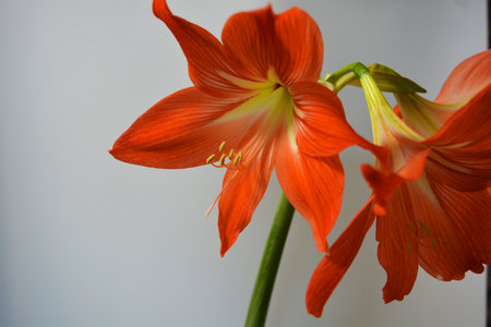 Beautiful and bright orange amaryllis buds bloomed this winter. Speckled flowers growing from a bulb in a crimson, pink pot.の写真素材