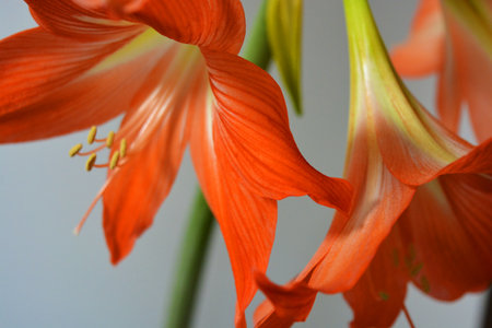 Beautiful and bright orange amaryllis buds bloomed this winter. Speckled flowers growing from a bulb in a crimson, pink pot.の写真素材