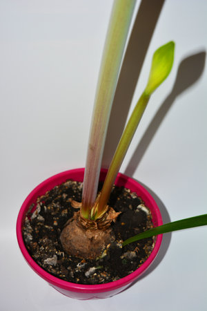Beautiful and bright orange amaryllis buds bloomed this winter. Speckled flowers growing from a bulb in a crimson, pink pot.の写真素材