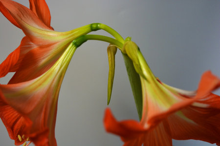 Beautiful and bright orange amaryllis buds bloomed this winter. Speckled flowers growing from a bulb in a crimson, pink pot.の写真素材