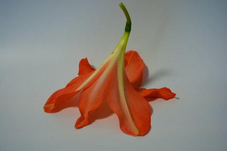Beautiful and bright orange amaryllis buds bloomed this winter. Speckled flowers growing from a bulb in a crimson, pink pot.の写真素材