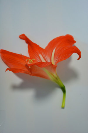 Beautiful and bright orange amaryllis buds bloomed this winter. Speckled flowers growing from a bulb in a crimson, pink pot.の写真素材