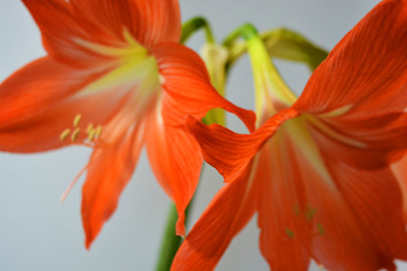 Beautiful and bright orange amaryllis buds bloomed this winter. Speckled flowers growing from a bulb in a crimson, pink pot.の写真素材