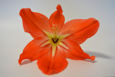 Beautiful and bright orange amaryllis buds bloomed this winter. Speckled flowers growing from a bulb in a crimson, pink pot.の写真素材