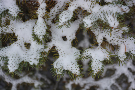 Young green branches of a Christmas tree, spruce with small thorns under white snow in December.の写真素材