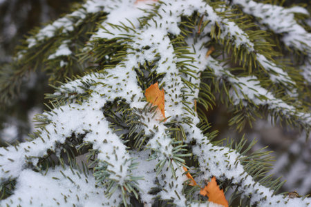 Beautiful green branches of a Christmas tree, spruce with small thorns and with dry yellow November fallen leaves from the tree covered with white snow in December.の写真素材