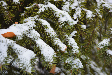 Young green branches of a Christmas tree, spruce with small thorns under white snow in December.