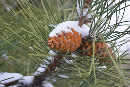 Brown fir-tree cones grow on branches of noble pine covered with white snow in December.の写真素材