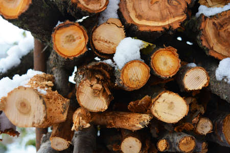 Beautiful boughs, branches, firewood, wood from natural wood for kindling a fireplace and lie under...
