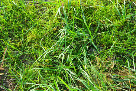 Long juicy bright green grass warmed and brightened by the autumn sun.