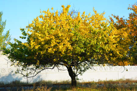 Gorgeous yellow, orange, green trees illuminated by the November sun. Fallen bright yellow leaves...