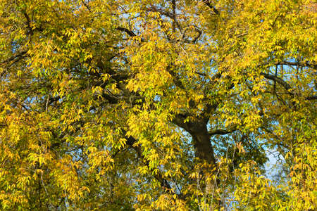Unusual yellow, green, red, small leaves growing on thin shrub branches in November. A pleasant and...