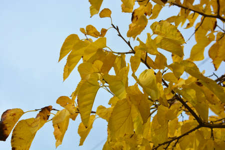 The bright, rich, colorful yellow golden leaves of the mulberry still hang from the branches and...