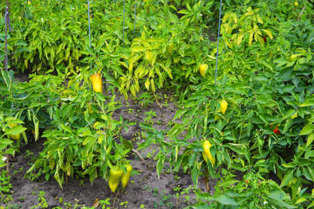 Fresh healthy autumn vegetables growing in the vegetable garden. Delicious and ripe red, green and...