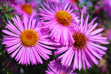Colorful and captivating purple, pink septench flowers illuminated by the autumn sun. These flowers...