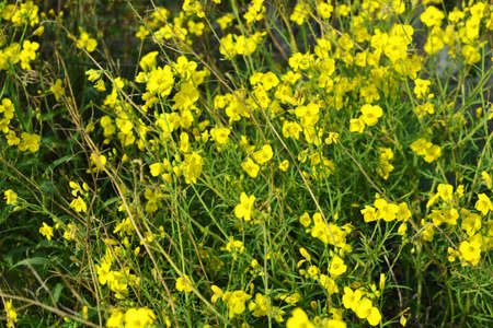 A dangerous plant, wild weeds - caustic buttercup (night blindness) with small yellow flowers...