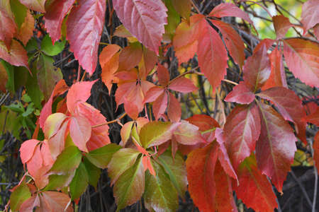 Bright colorful autumn leaves growing on a white concrete stone fence. Red, yellow, green, brown...