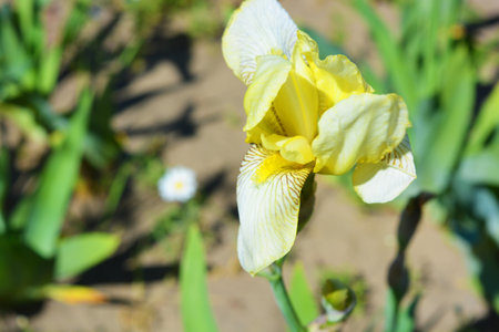 Gentle and beautiful yellow and white flowering irises growing in yellow sand. Large and bright green bushes with buds of flowering varieties, long sharp leaves lit by bright sunlight.の写真素材
