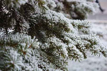 Green branches of a Christmas tree, spruce, pine under a layer of white snow covered with frost and...