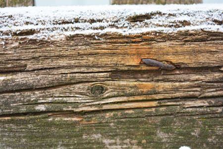 An old structural tree with boarded up metal nails beautifully sheltered by snow and bright white snowflakes in winter.の写真素材