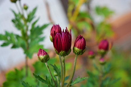 Velvet cherry, purple, crimson autumn chrysanthemums with green leaves. Small flower buds grow and bloom on the branches of chrysanthemum bushes.の写真素材