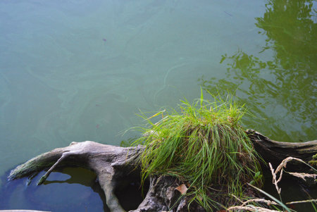 Samara river bank with gray tree roots, green bushes of grass and reflection from the water Dnipro,...