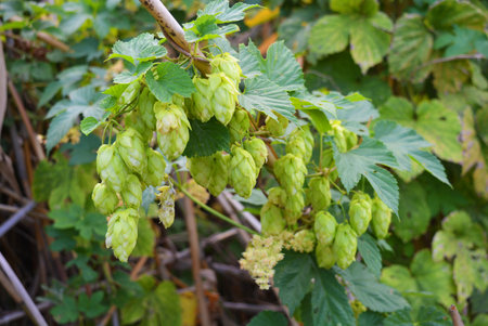 Beautiful and vibrant green hop leaves with ripe flowers and a vine, humulus flowering plants,...