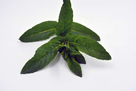 Healthy ripe delicious fruits for human health. Useful herbs and fees for everyone. Fresh mint...