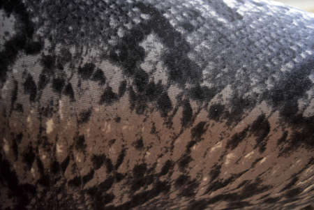 Unusual gray black animal print. Python background, snake fabric print. Interesting and peculiar...