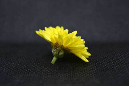 Beautiful cute yellow blooming chrysanthemum located on a black background.の写真素材