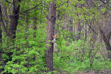 Small interesting gray-yellow squirrel jumping through pine trees. Natural and beautiful nature, forest background, wild animals.の写真素材