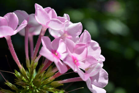 Many bright unforgettable small flowers of crimson, pink, white-pink color illuminated by the sun....