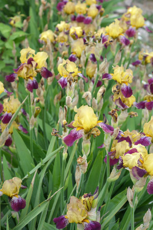 Bright colorful interesting pictures, original outdoor perennial flowers. Large bushes of blooming...