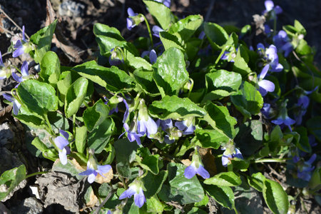 Spring morning in the home garden, bright, joyful and colorful blooming purple flowers growing still...