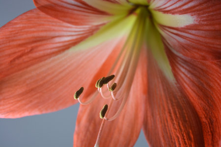 Beautiful and wonderful unusual Amaryllis (disambiguation) flowers with red yellow buds and large stamens. Amaryllis (Hippeastrum) flower close upの写真素材