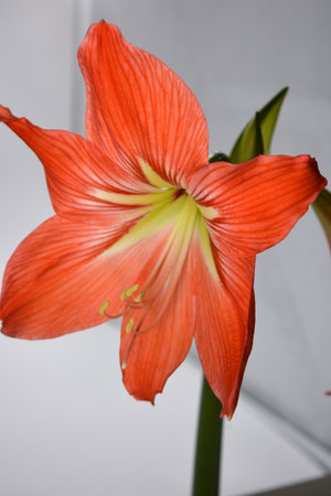 Beautiful and wonderful unusual Amaryllis (disambiguation) flowers with red yellow buds and large stamens. Amaryllis (Hippeastrum johnsonii)の写真素材