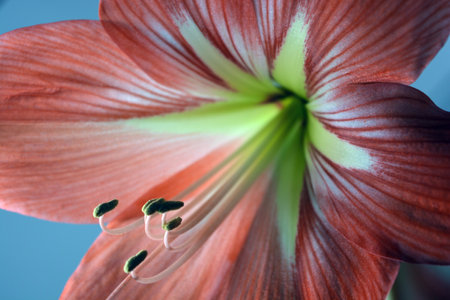 Beautiful and wonderful unusual Amaryllis (disambiguation) flowers with red yellow buds and large stamens. Hippeastrum (amaryllis) flower close upの写真素材