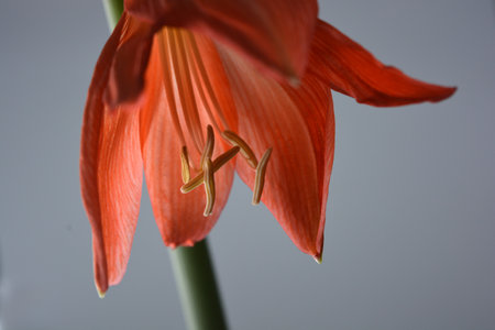 Beautiful and wonderful unusual Amaryllis (disambiguation) flowers with red yellow buds and large stamens. Hippeastrum (Hippeastrum johnsonii)の写真素材