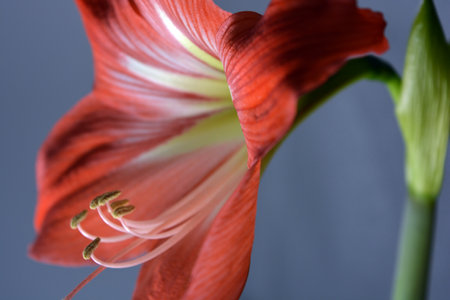 Beautiful and wonderful unusual Amaryllis (disambiguation) flowers with red yellow buds and large stamens.Amaryllis (Hippeastrum) in close upの写真素材