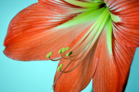 Beautiful and wonderful unusual Amaryllis (disambiguation) flowers with red yellow buds and large stamens. Amaryllis (Hippeastrum) flower close upの写真素材