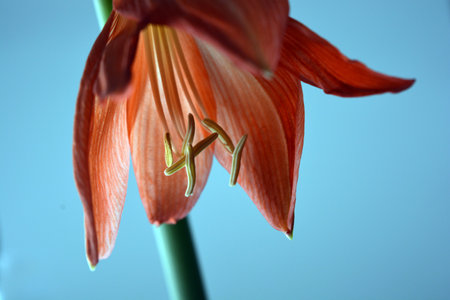 Beautiful and wonderful unusual Amaryllis (disambiguation) flowers with red yellow buds and large stamens. Hippeastrum (Hippeastrum) on blue backgroundの写真素材