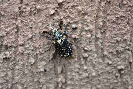 Nature, beautiful beetles, insects. Large brown black May beetle on brown textured background.の写真素材
