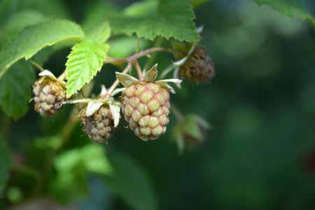 Delicious and healthy fruits, healthy food, health. Natural, brown, unripe and ripe raspberry fruits growing in the home garden.の写真素材