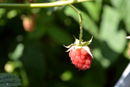 Delicious and healthy fruits, healthy food, health. Natural, brown, unripe and ripe raspberry fruits growing in the home garden.の写真素材