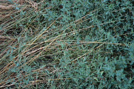 Background of dry grass. Texture of dry grass in the field. Long thin green grass with schema trunk,...