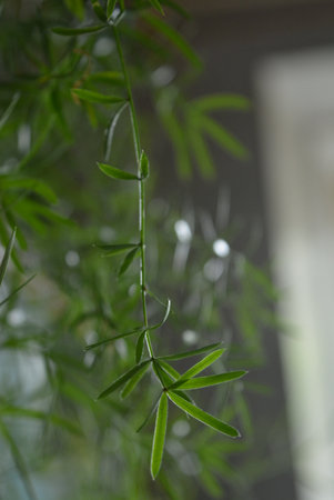 Green leaves on the wall in the room. Shallow depth of field. Beautiful branches of a house flower with small green leaves on a window backgroundの写真素材