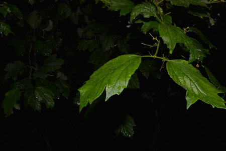 Raindrops on the leaves of a tree in the night, close-up. Dark green stems, branches and leaves of viburnum in the dark on a black background, darkness.の写真素材