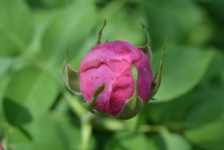 Pink rose bud in the garden. Close-up. Shallow depth of field. Opened rosebud after heavy rain, rose in drops of waterの写真素材